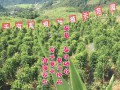 葛根 (1)