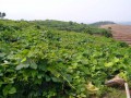 种植基地 (1)
